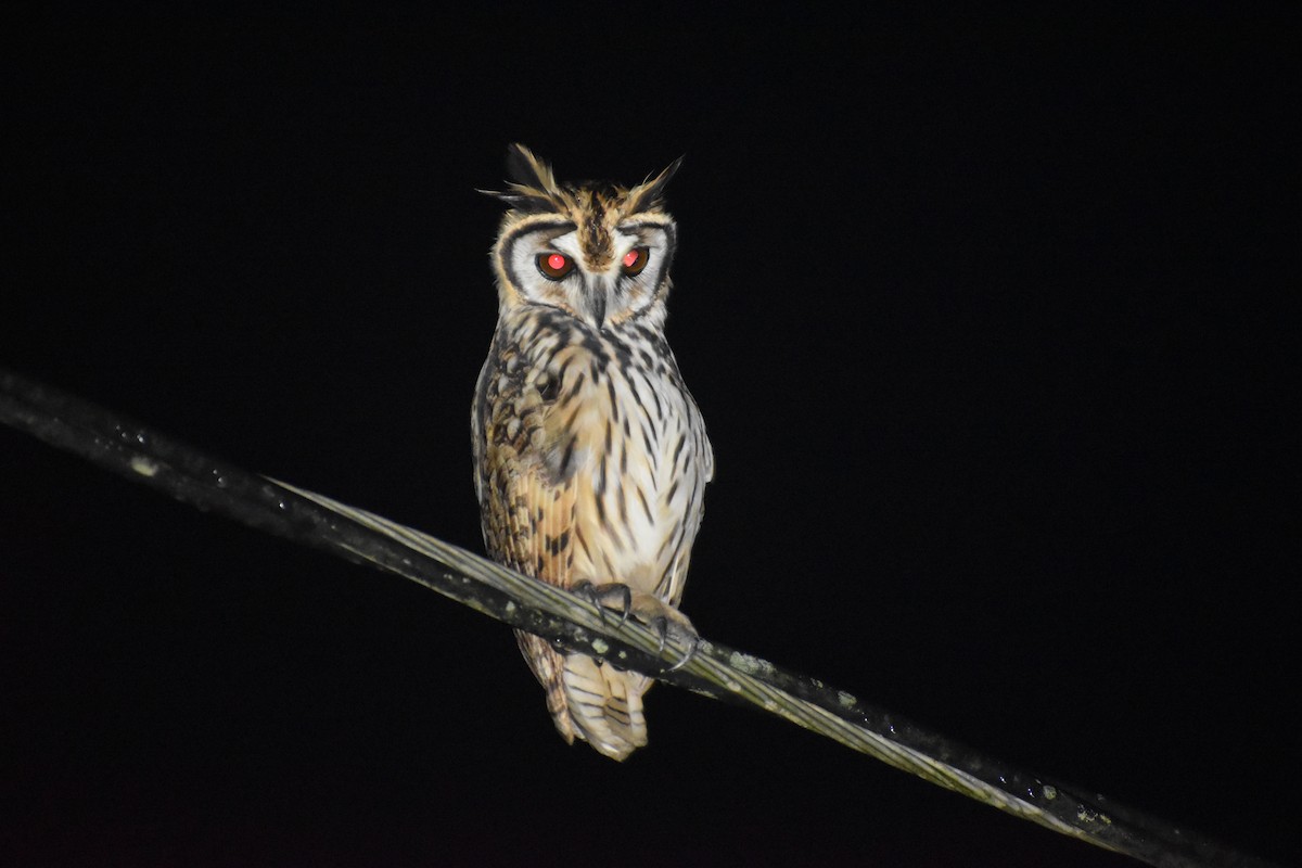 Striped Owl - ML610679819