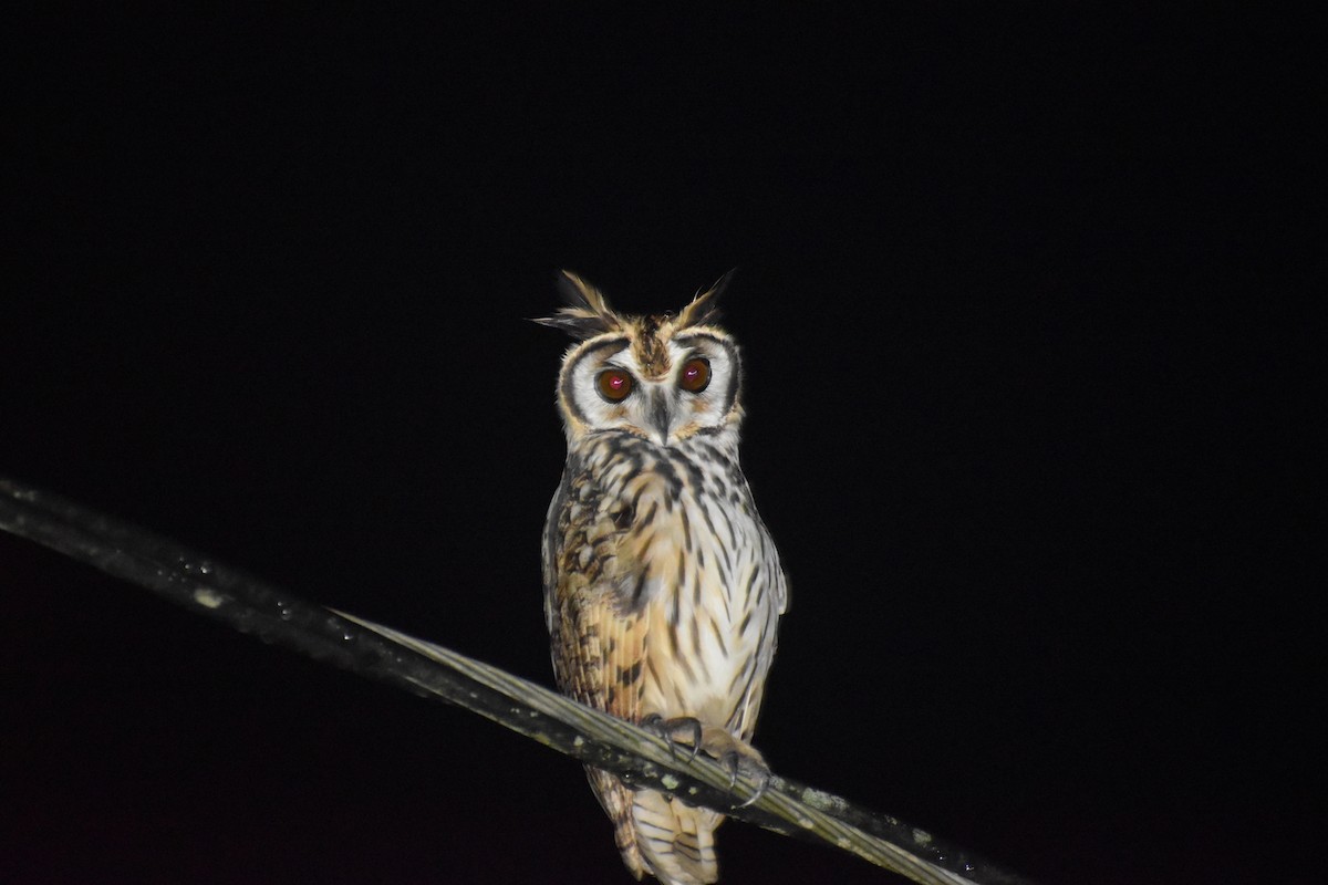 Striped Owl - ML610679820