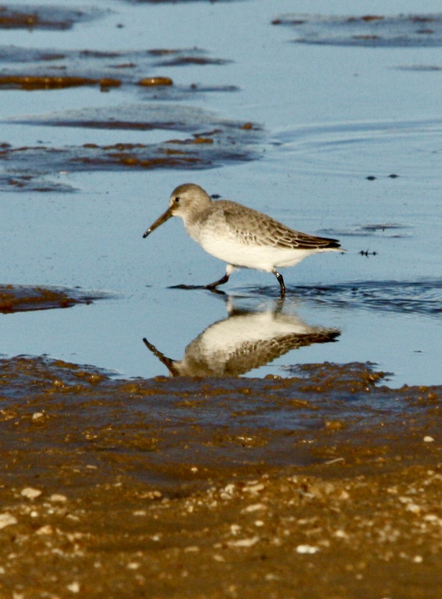 Bécasseau variable - ML610679890