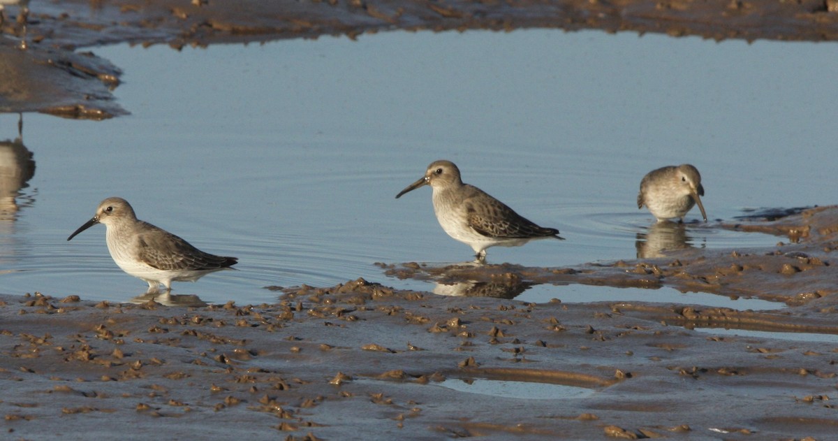 Dunlin - ML610679898