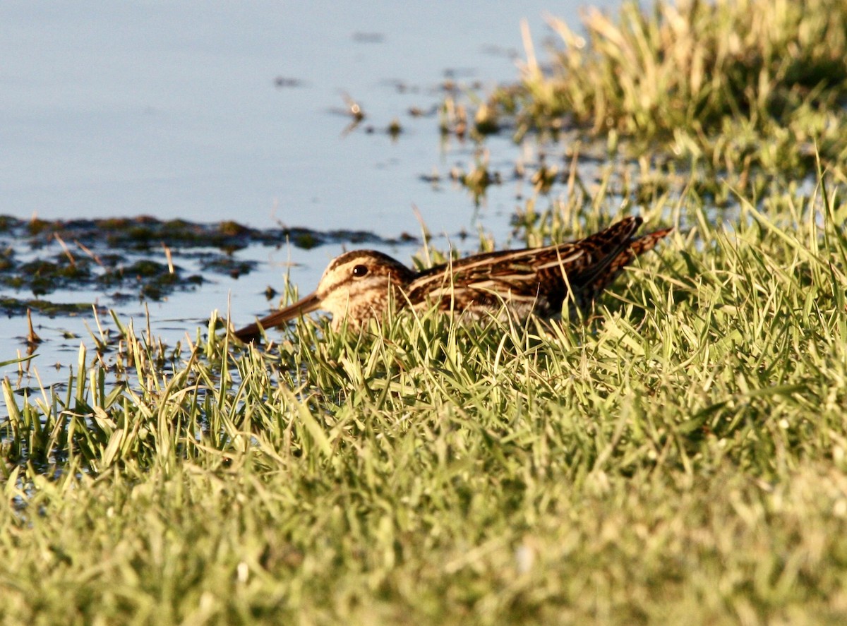 Wilson's Snipe - ML610679940