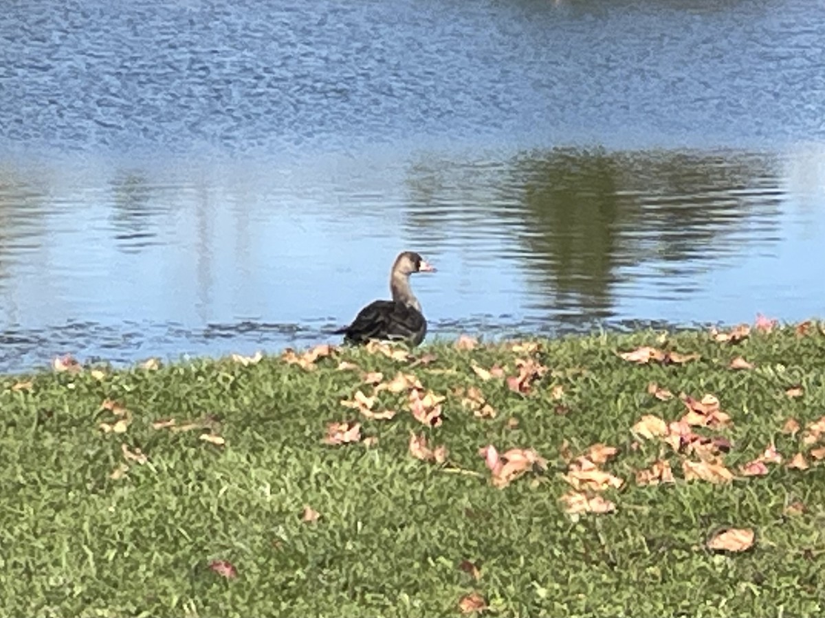 Greater White-fronted Goose - Jeffrey Roth