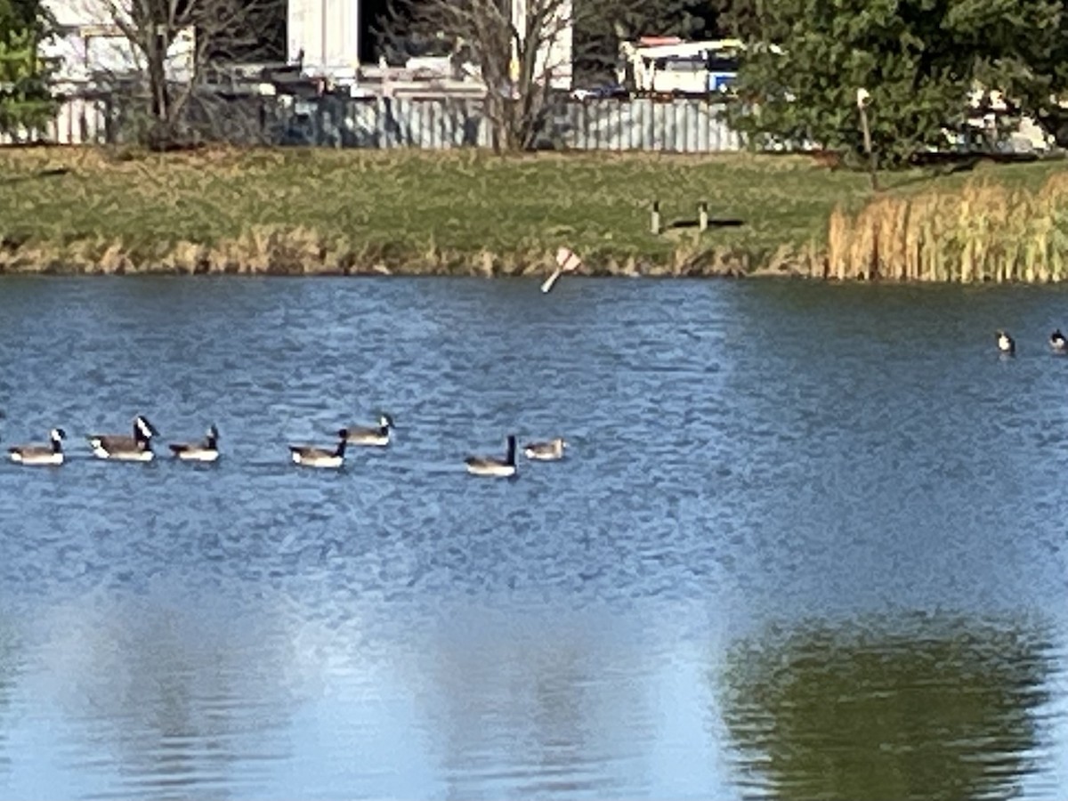 Greater White-fronted Goose - ML610679956