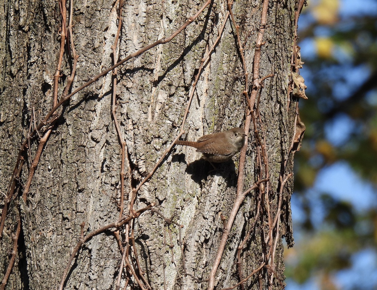 Northern House Wren - ML610680028