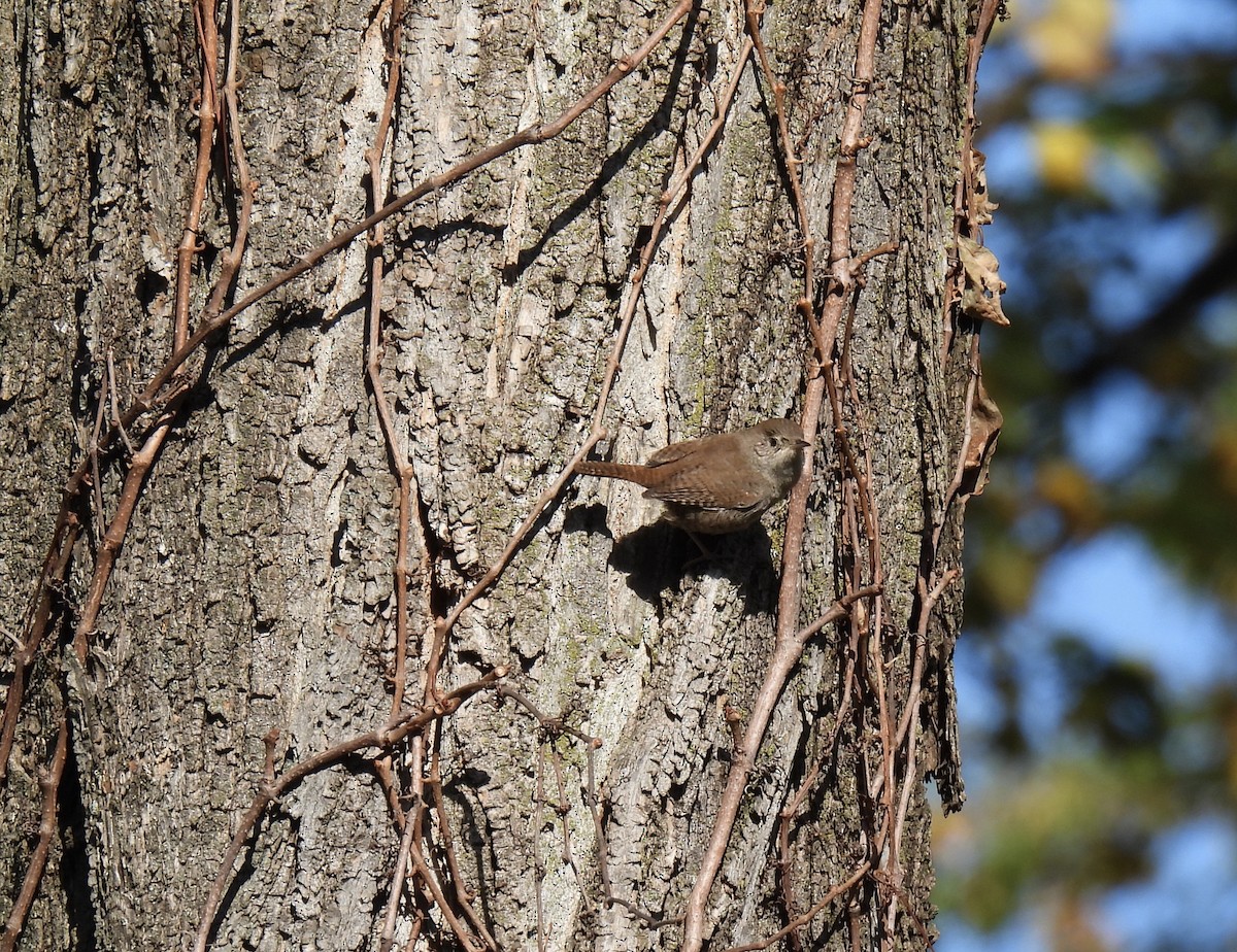 House Wren - ML610680028