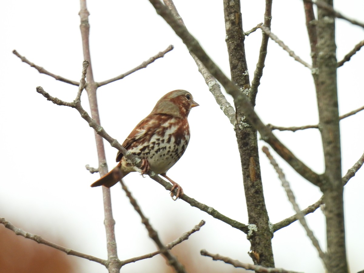 Fox Sparrow (Red) - Kristina Beeby Curtis