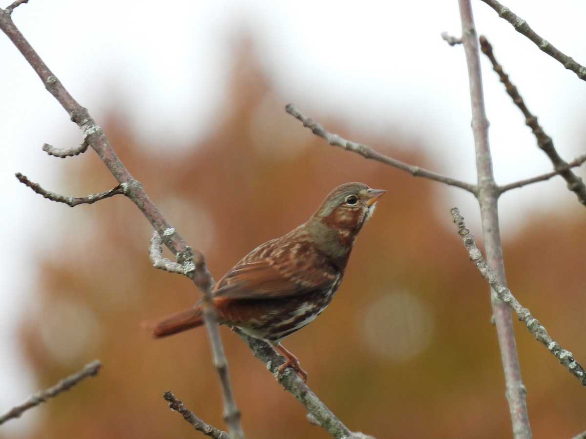 Fox Sparrow (Red) - ML610680039