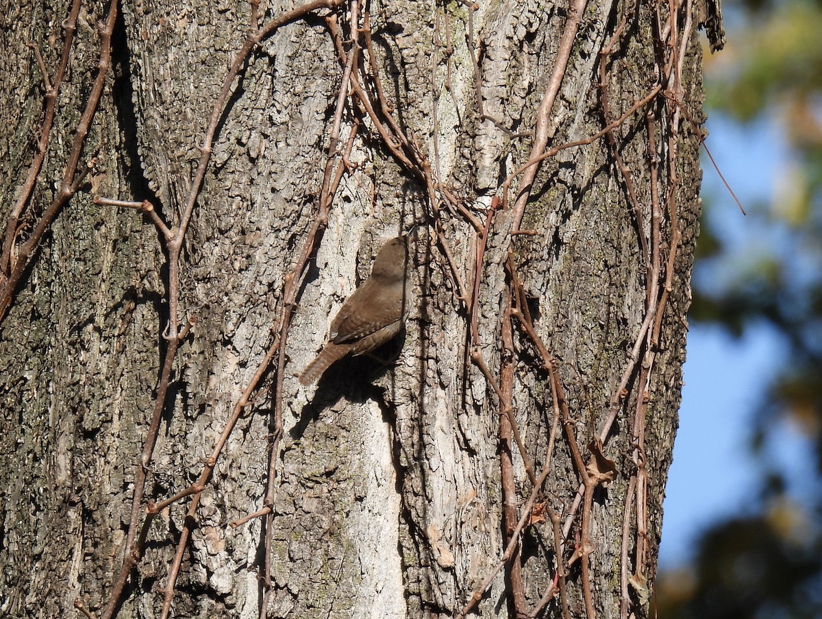 Northern House Wren - ML610680041