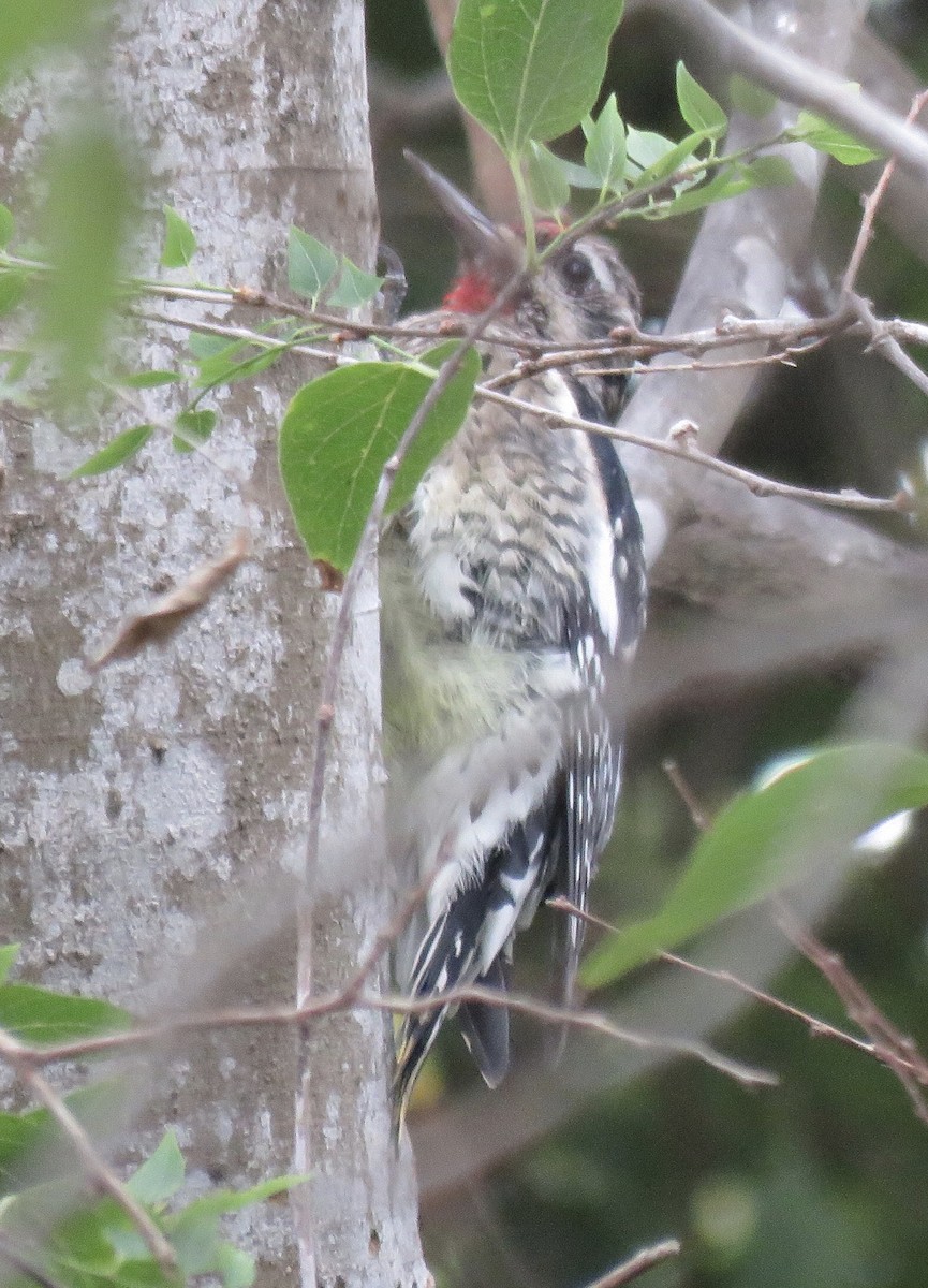 Yellow-bellied Sapsucker - ML610680092