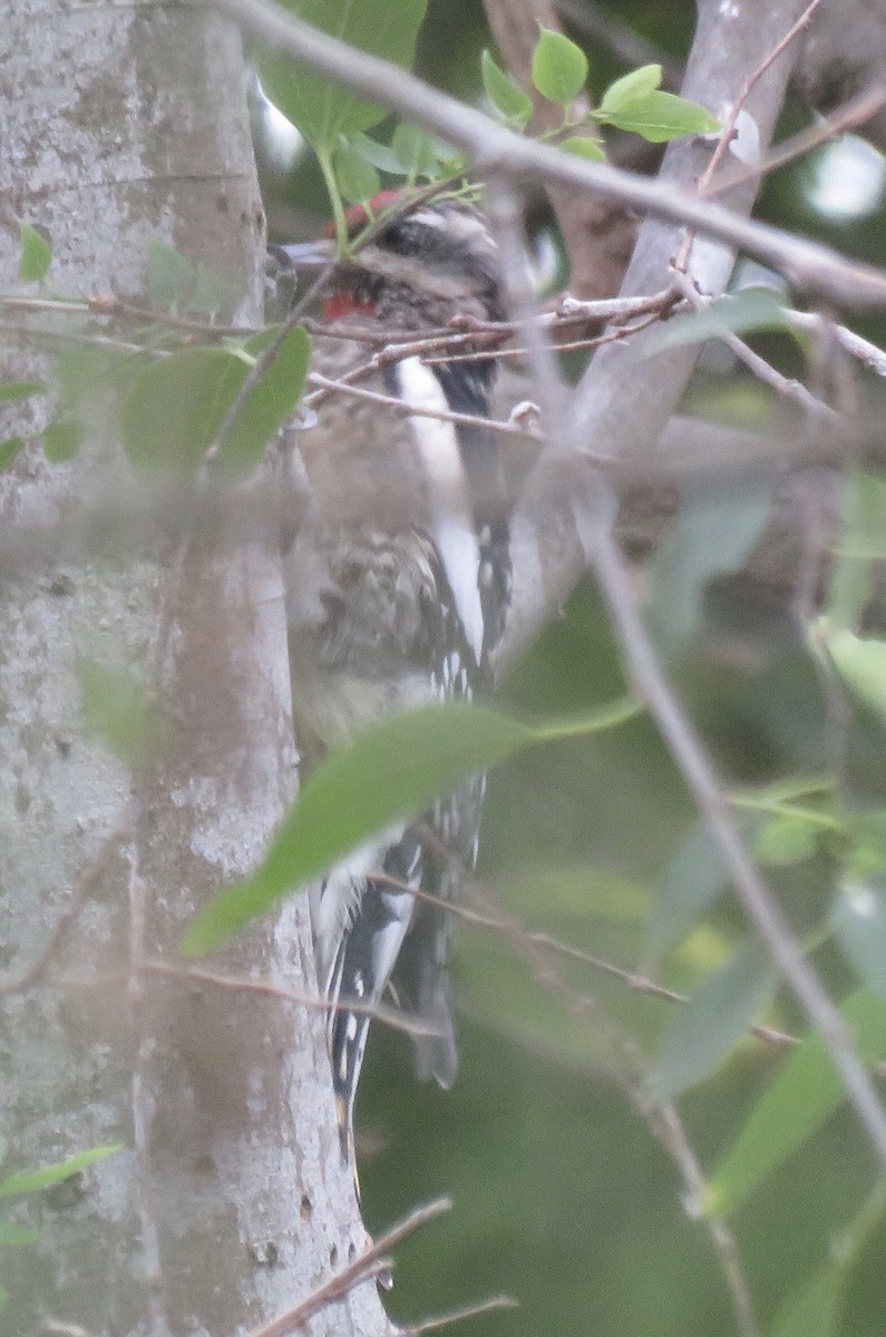 Yellow-bellied Sapsucker - ML610680093