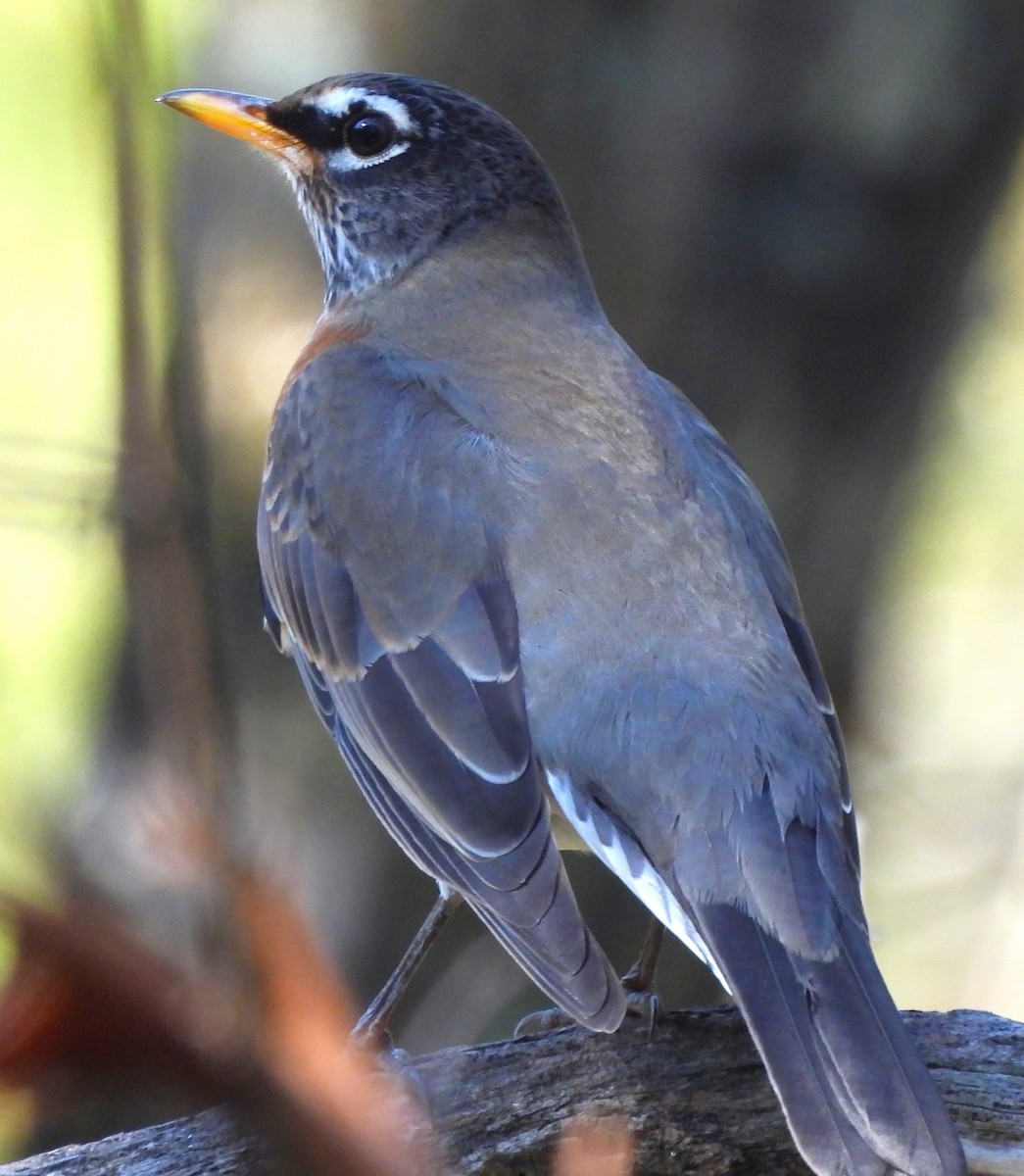 American Robin - ML610680206