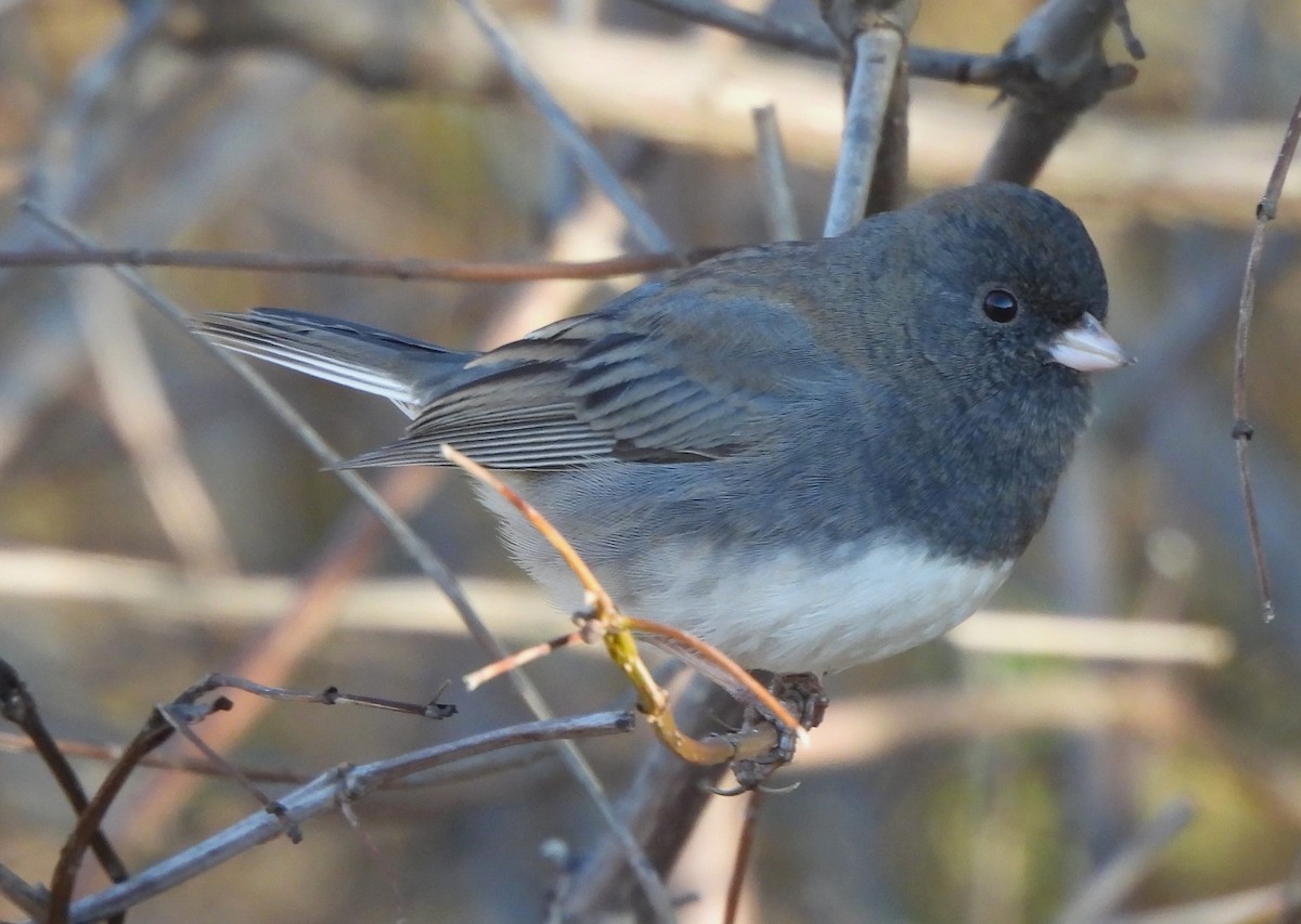 Dark-eyed Junco - ML610680209