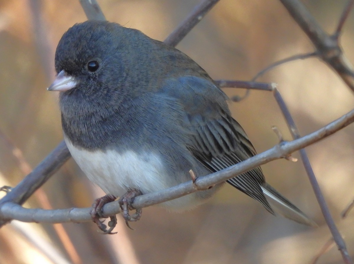 Dark-eyed Junco - ML610680210