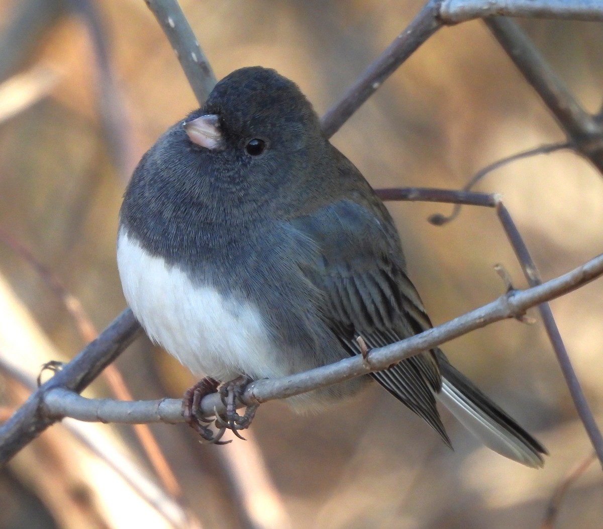 Dark-eyed Junco - Paul McKenzie