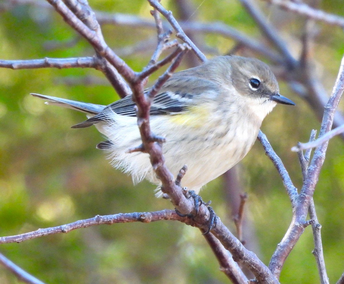 Yellow-rumped Warbler - ML610680221