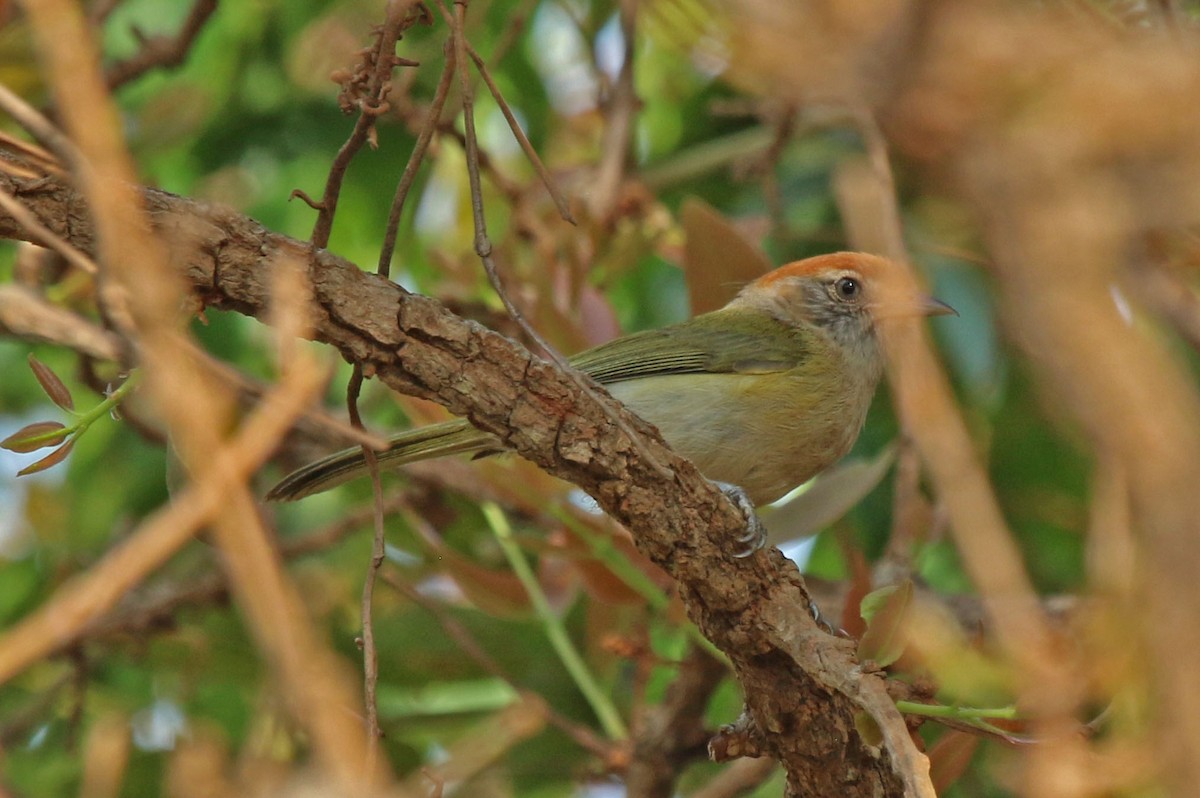 Verdillo Ojigrís - ML610680247