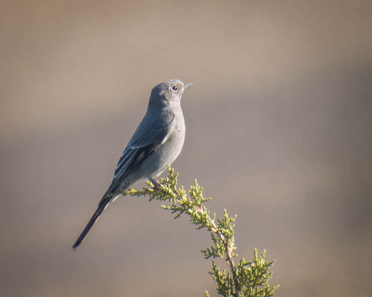 Townsend's Solitaire - ML610680410