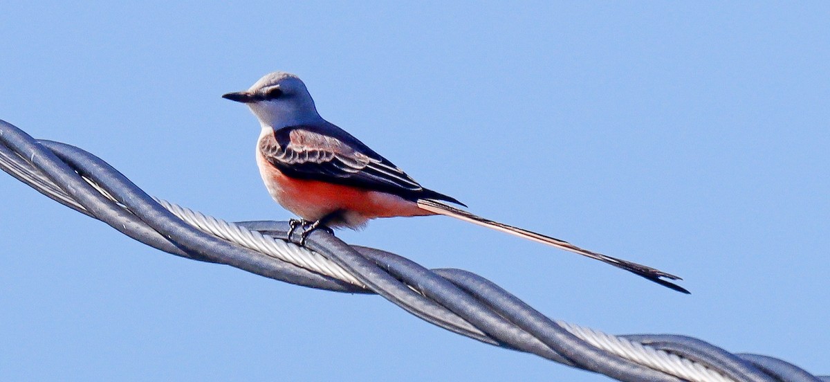 Scissor-tailed Flycatcher - ML610680412