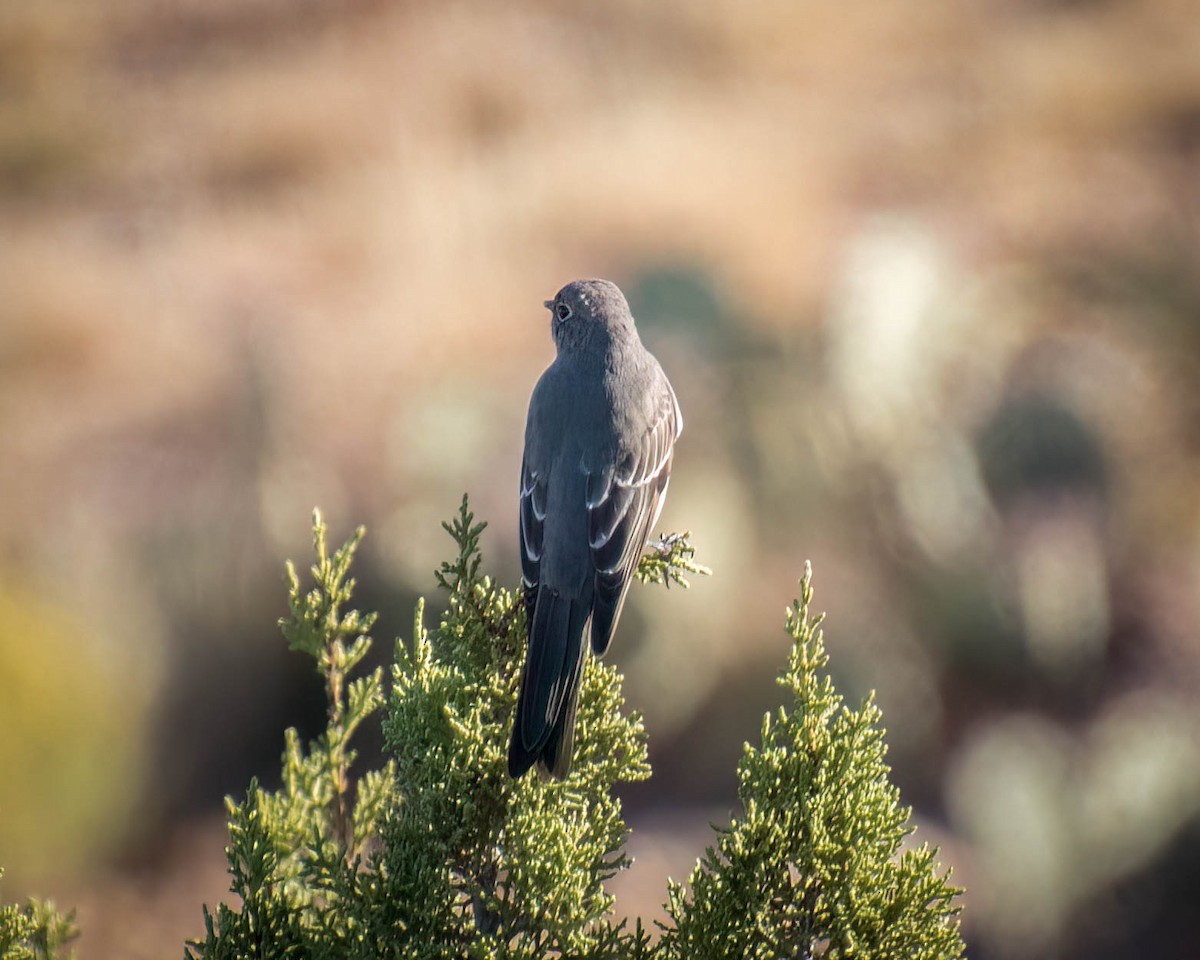 Townsend's Solitaire - ML610680413