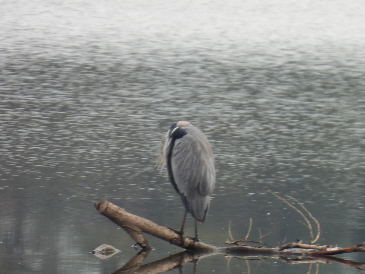 Great Blue Heron - Kristina Beeby Curtis