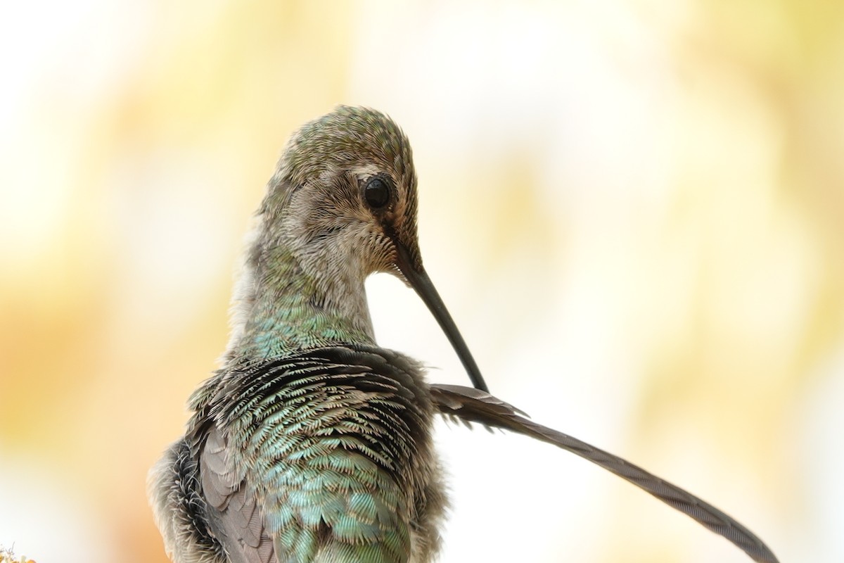 Anna's Hummingbird - ML610680455