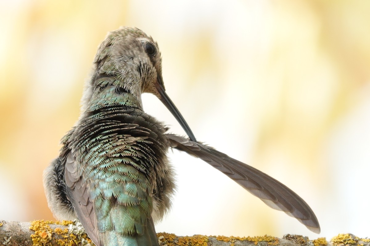 Anna's Hummingbird - ML610680456