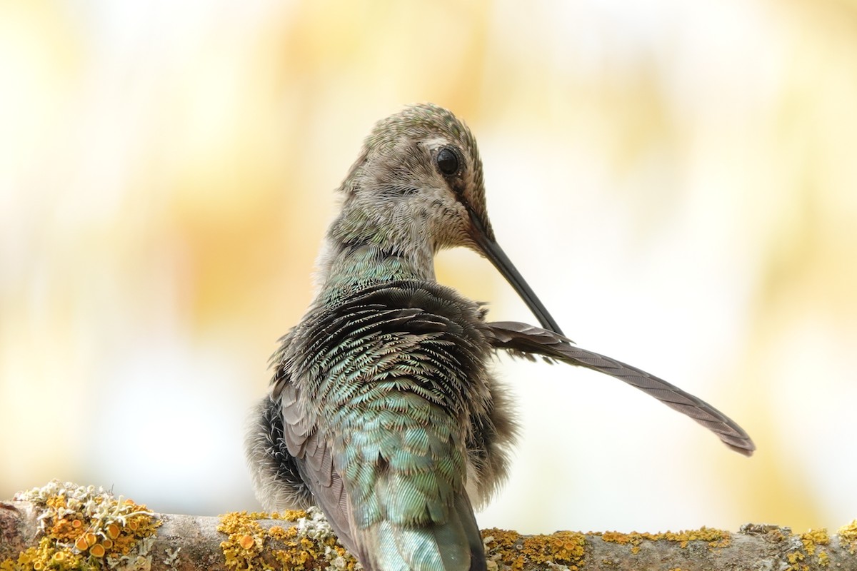 Anna's Hummingbird - ML610680457