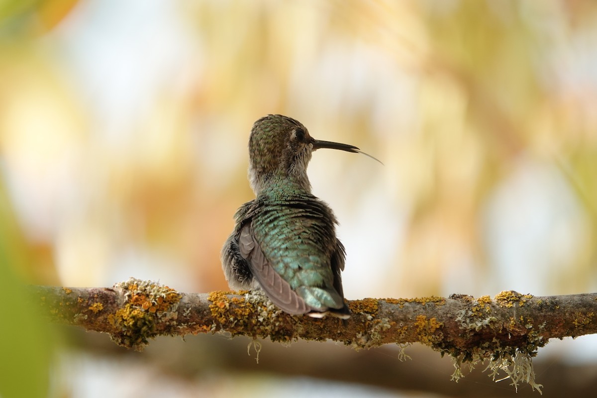 Anna's Hummingbird - ML610680458