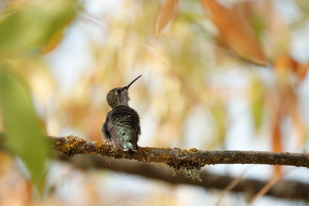 Anna's Hummingbird - ML610680459