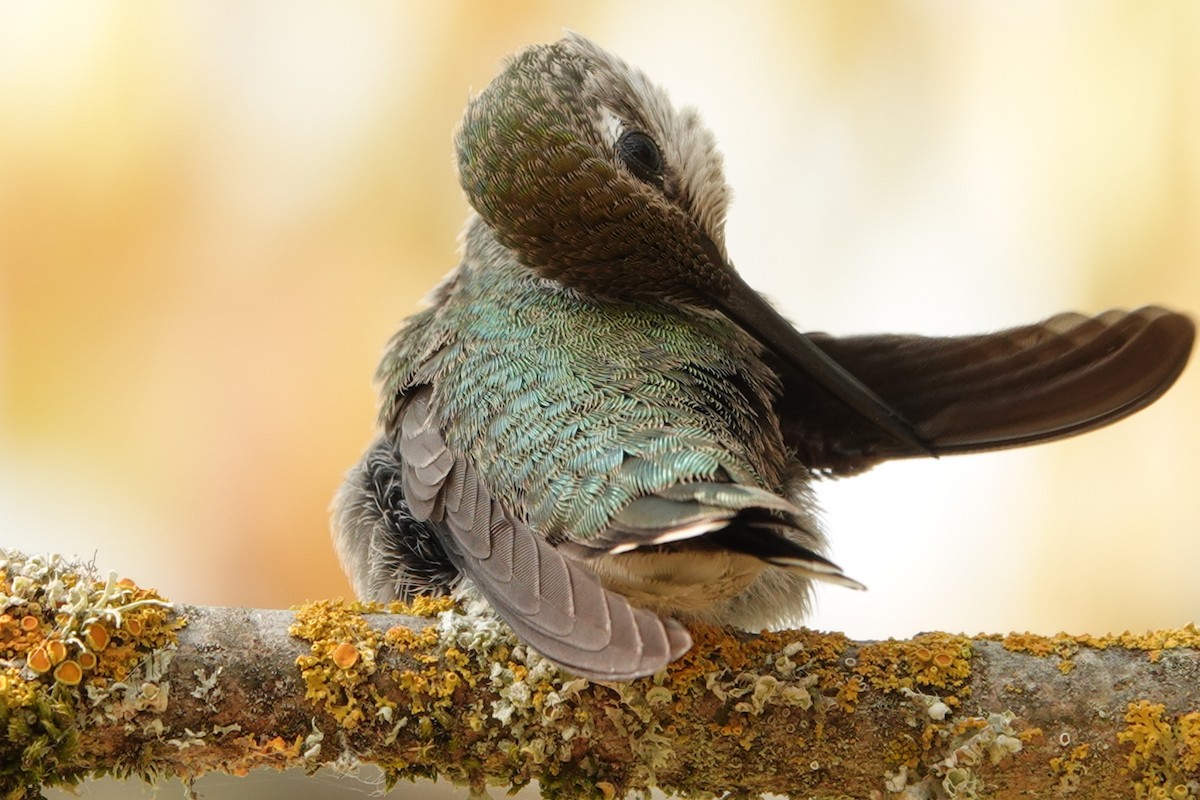 Anna's Hummingbird - ML610680460