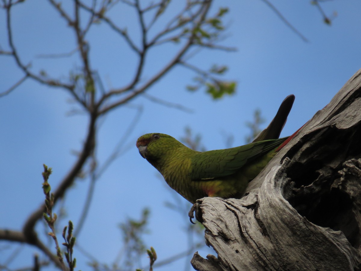 Austral Parakeet - ML610680461