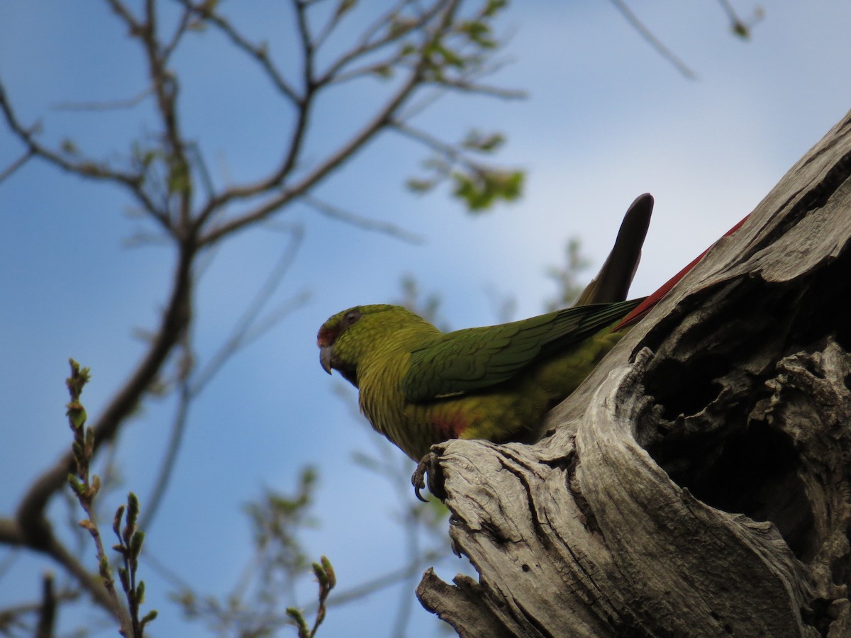 Austral Parakeet - Olivares Barraza