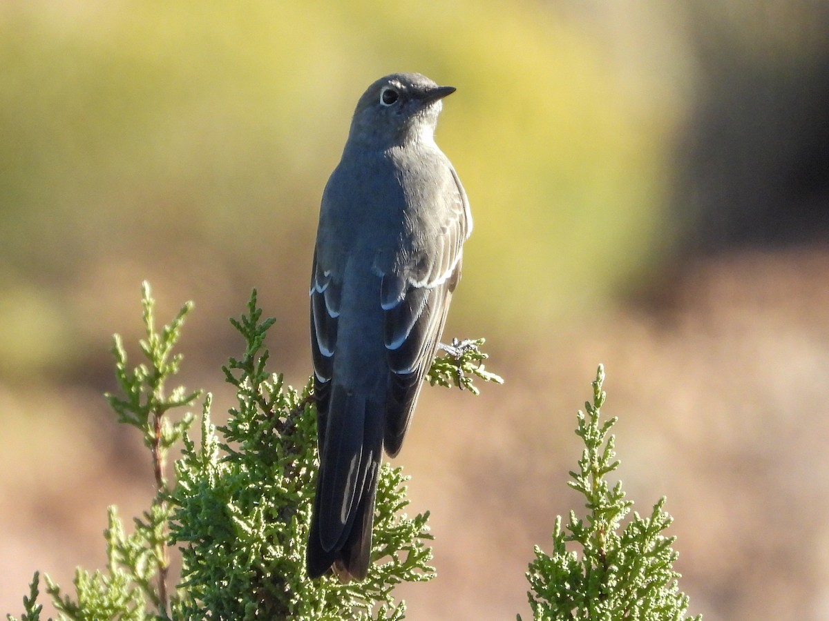 Townsend's Solitaire - ML610680472