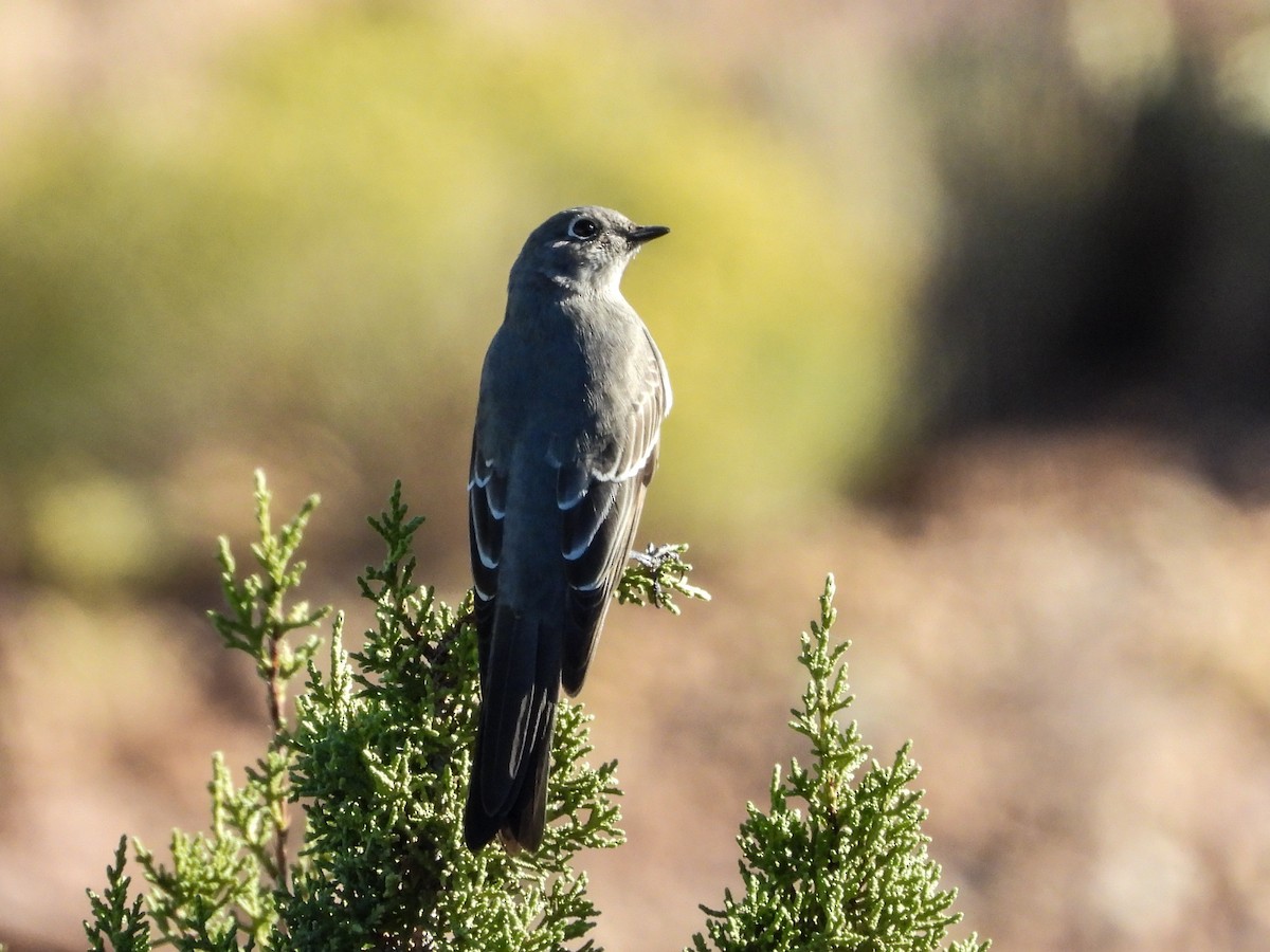 Townsend's Solitaire - ML610680473