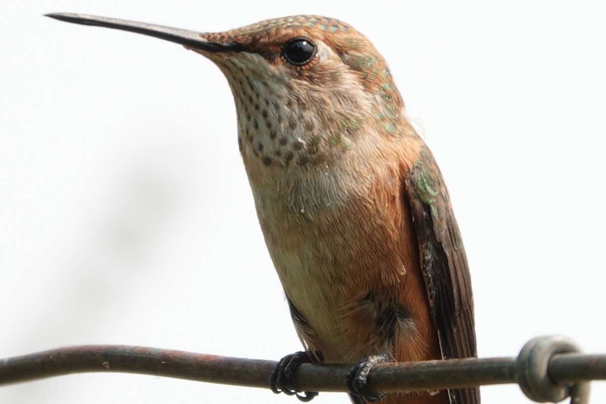 Rufous Hummingbird - ML610680481