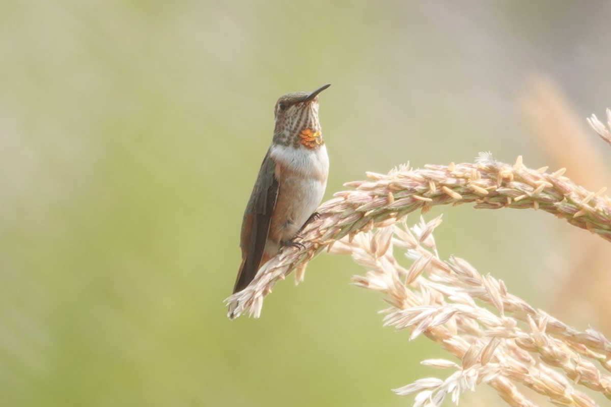 Rufous Hummingbird - ML610680483