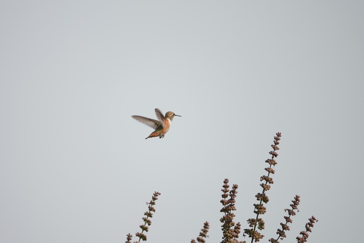 Rufous Hummingbird - ML610680496