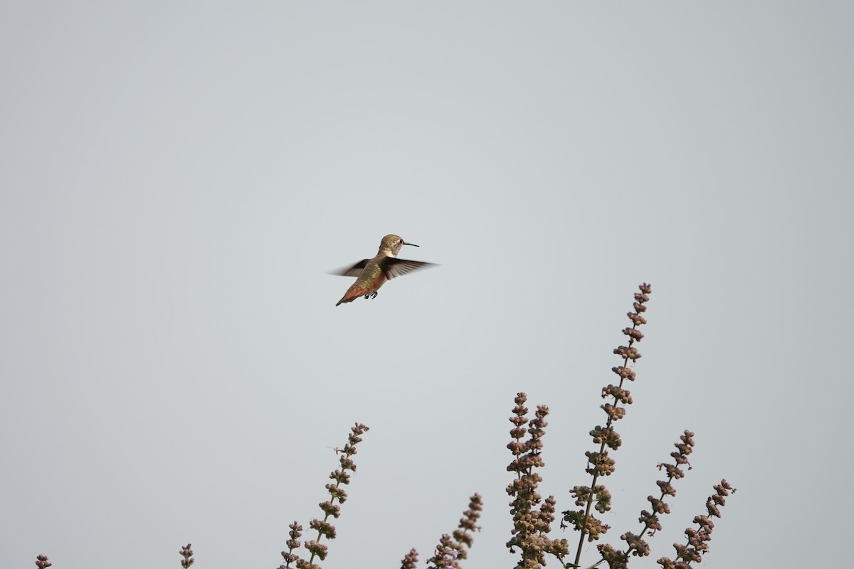 Rufous Hummingbird - ML610680497