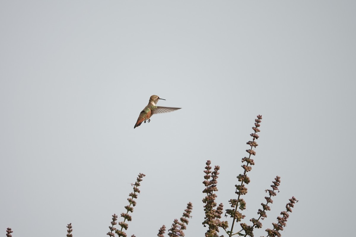 Rufous Hummingbird - ML610680498
