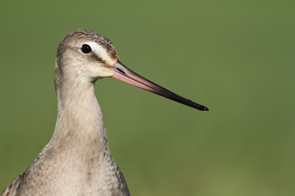 Hudsonian Godwit - Luke Seitz