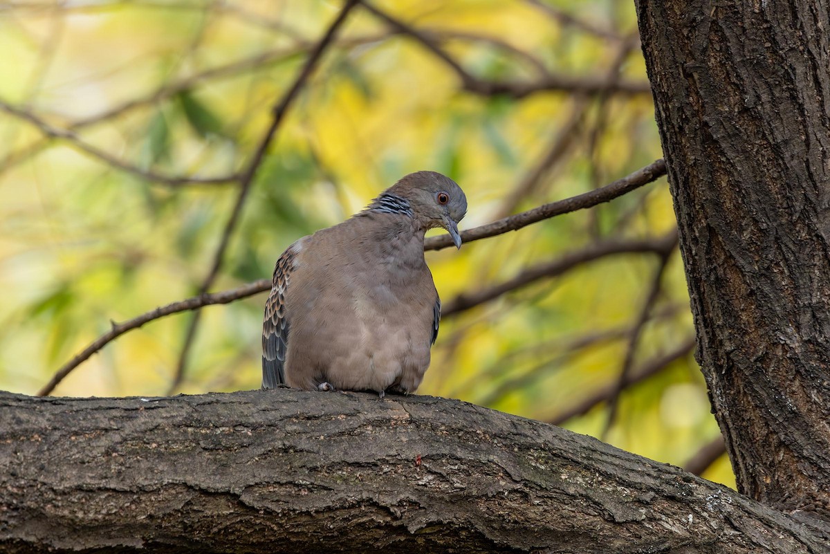 Oriental Turtle-Dove - ML610680514