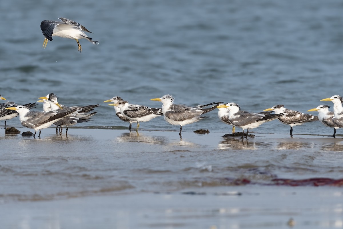 Great Crested Tern - ML610680669