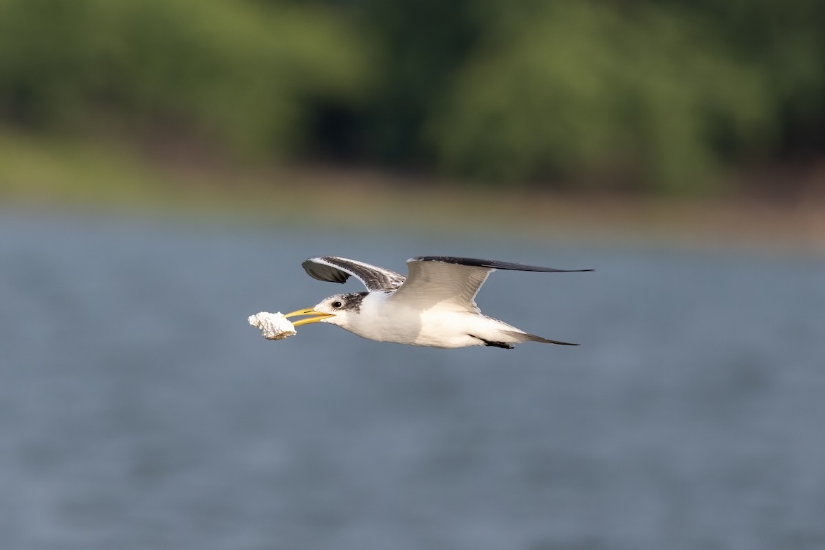 Great Crested Tern - ML610680670