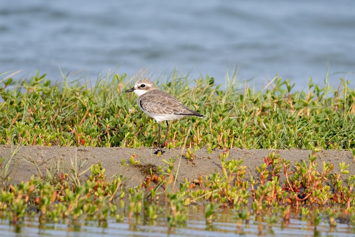 Tibetan Sand-Plover - Debankur  Biswas