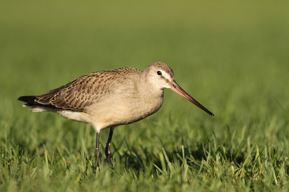 Hudsonian Godwit - Luke Seitz