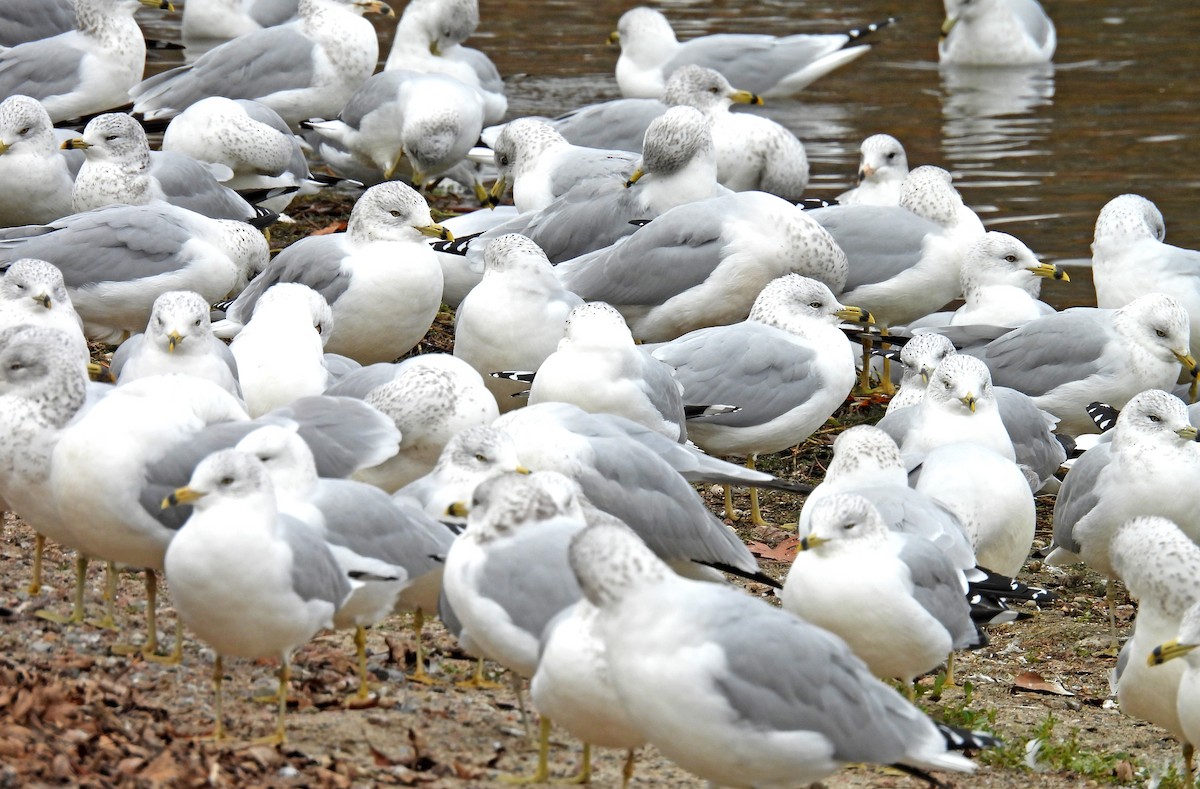 Ring-billed Gull - ML610680821