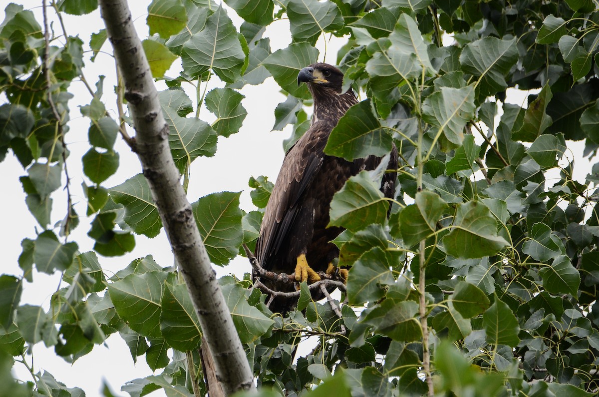 Bald Eagle - Roman Yaremchuk