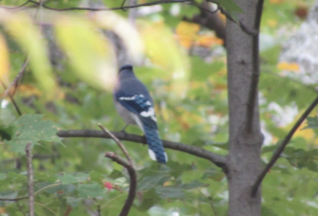 Blue Jay - Carlos G Vasquez C