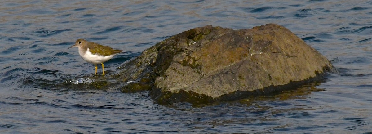 Spotted Sandpiper - ML610680886