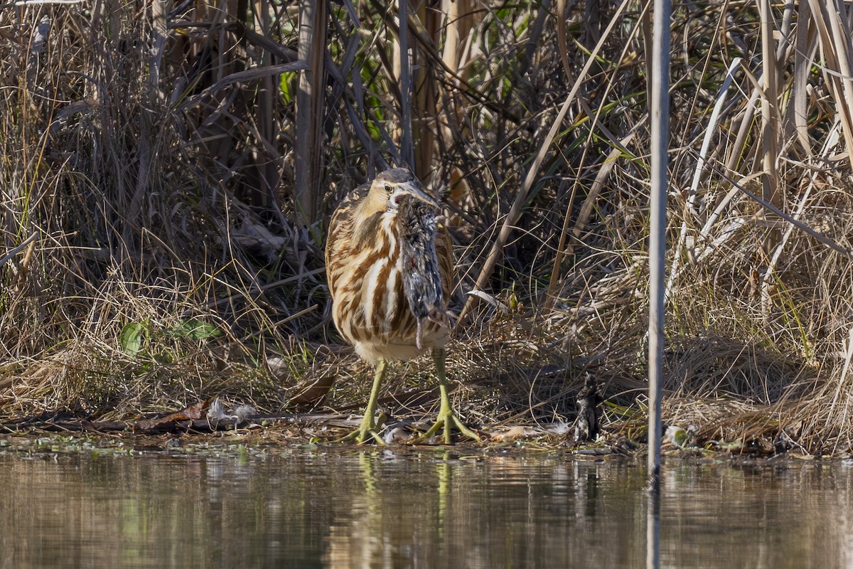 American Bittern - ML610680903